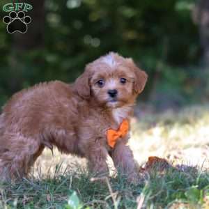 Wesley, Cavapoo Puppy